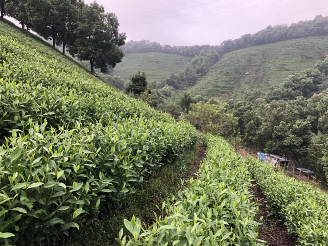 处暑节气里岙山安吉白茶茶园生长记录