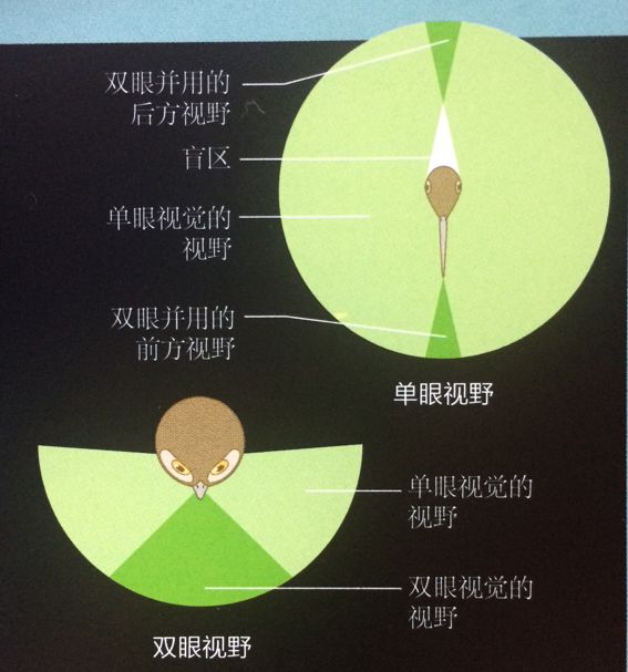 的眼睛是长在头部两侧的,那么最大的好处是可以提供几乎360度的全视野