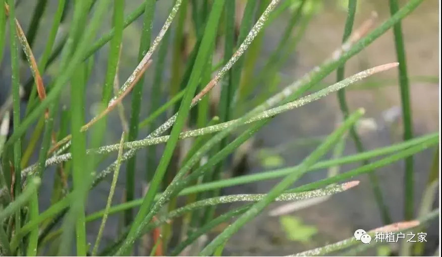 该病俗称"马蹄瘟",广泛分布于马蹄产区,植株感病后地下茎不结荠或结