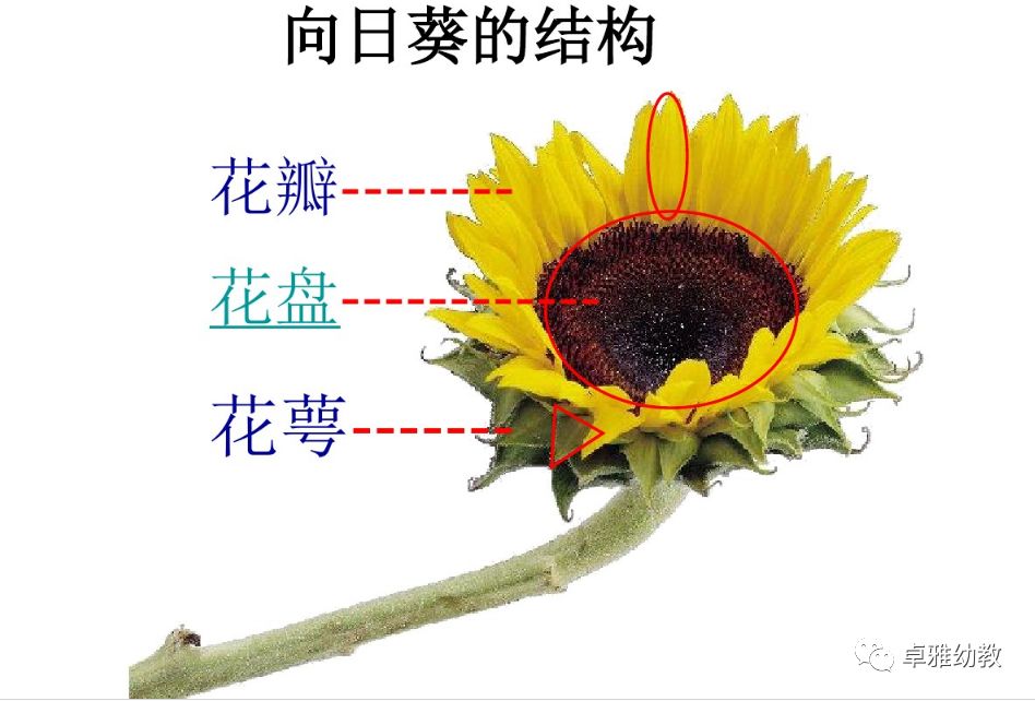 康康:向日葵的花瓣像写字的钢笔尖小悠:向日葵的花瓣像锋利的宝剑