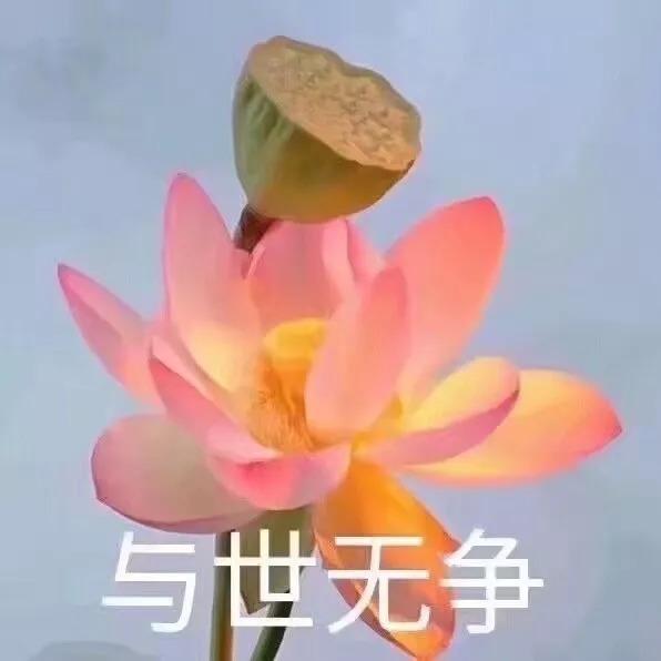 素材给大家自由发挥祝福各位2018心平气和好运莲莲(比莲花返回搜狐