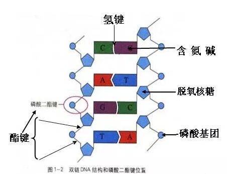 特定的核苷酸序列,并且使每一条链中特定部位的两个核苷酸之间的磷酸