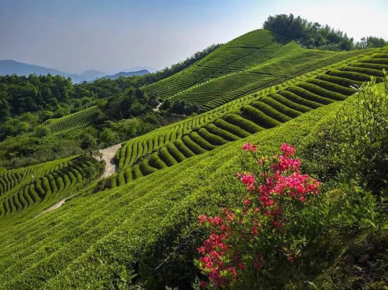 南山茶场奉茶山庄金峨金溪漂流棠岙西江漂流岩头漂流记者:刘媛媛 孙