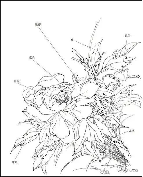 牡丹花的生长结构示意图