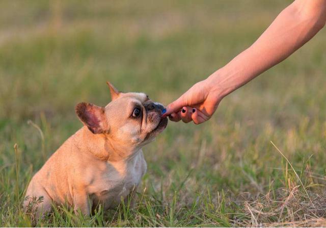 法斗犬怎么训练?