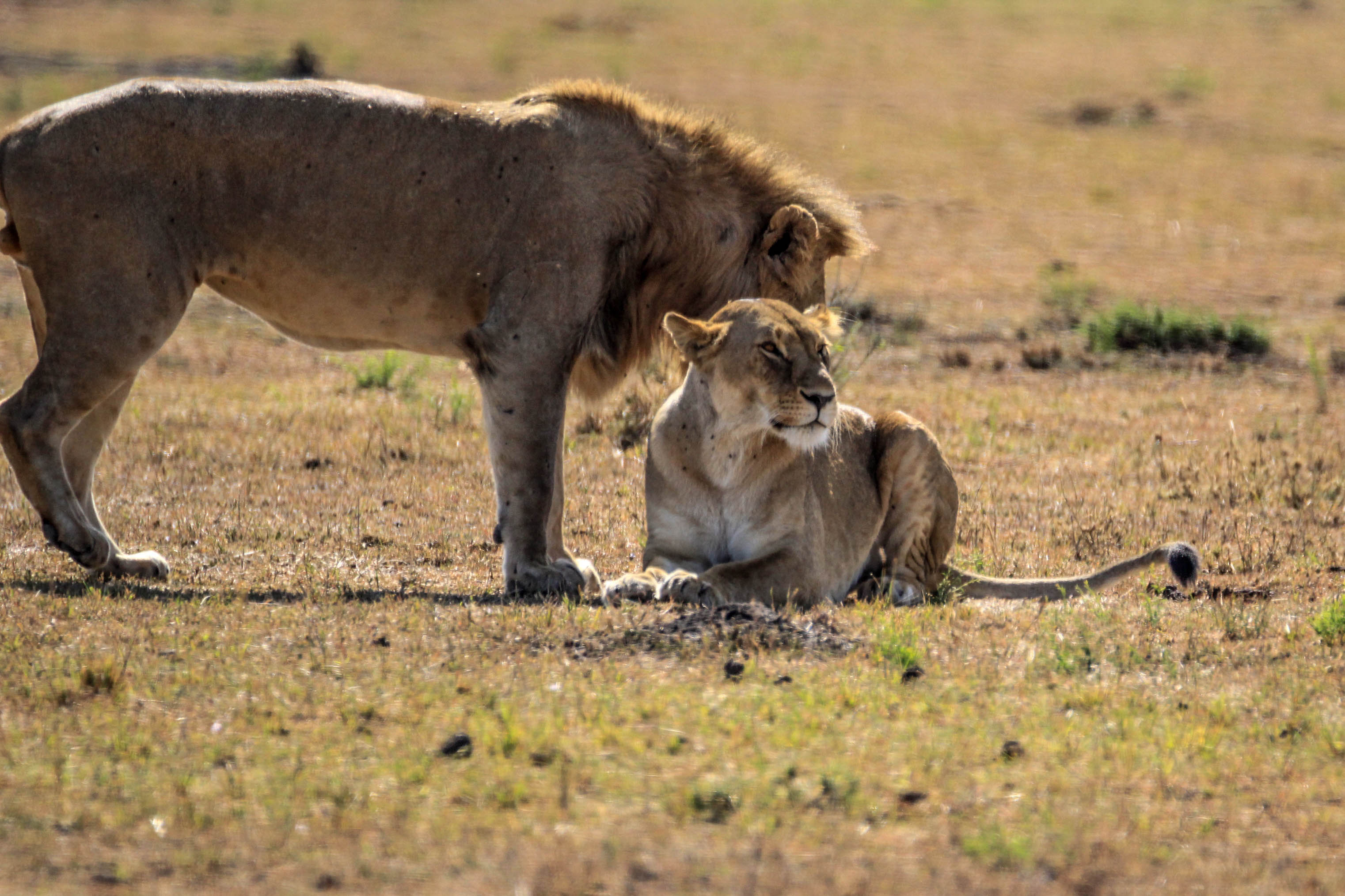 母狮 非洲 稀树草原 - Pixabay上的免费照片 - Pixabay