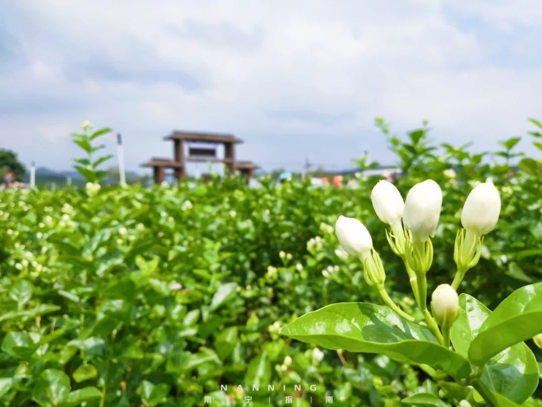 拥有世界60%茉莉花的花乡,贵港出发一个半小时!