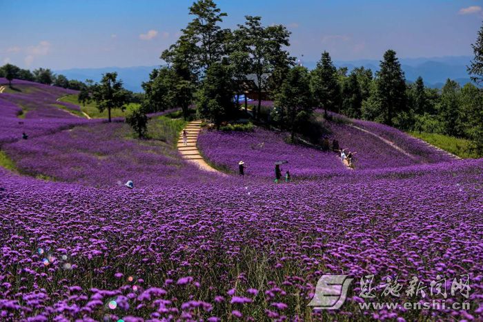 野三关森林花海.