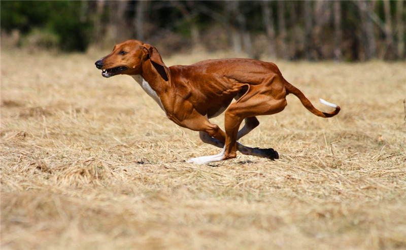 直击地球上10大超罕见的犬类,可能全部见过的人很少