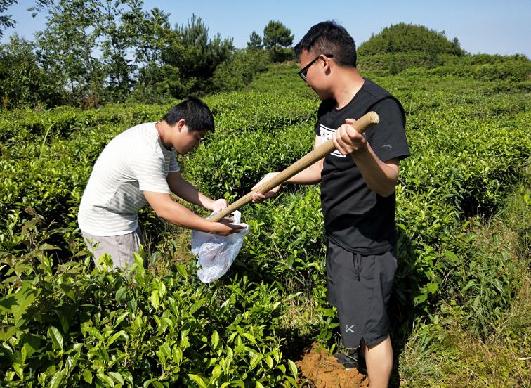 有机课堂有机茶园应如何进行土壤管理与改良