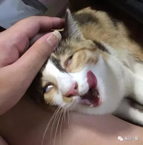 撸了几下猫头,猫很享受的表情真的让我.