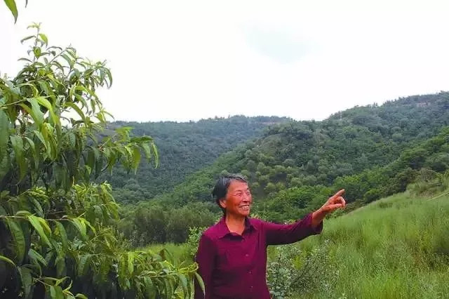 尝到改革甜头的张莲莲,1995年在国家第二轮土地延包和四荒地经营权