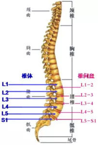 第一腰椎:主要关联大肠,腹股沟环等.