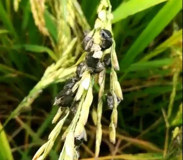 怎样防治水稻稻曲病