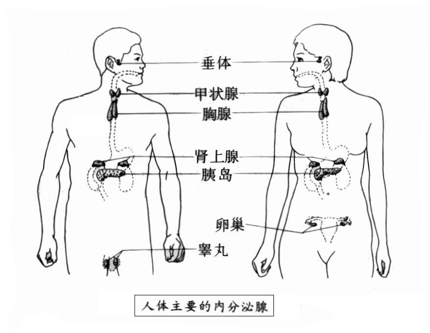 老说内分泌失调,内分泌系统到底是什么