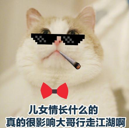 猫咪沙雕表情包儿女情长什么的真的很影响大哥行走江湖啊