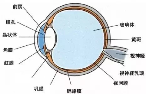 黄斑病变的类型及原因