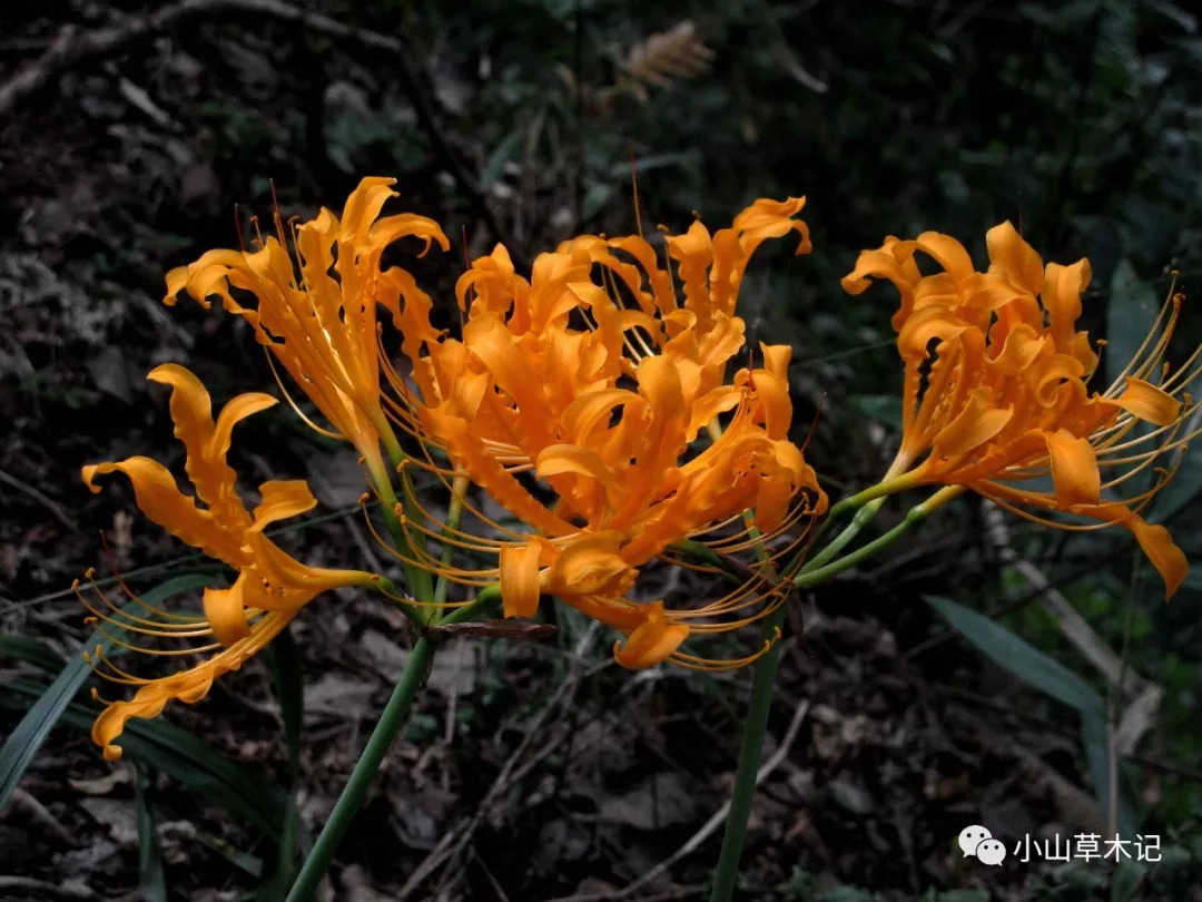 花叶不见姿态奇,姹紫嫣红石蒜季——宁波8种野生石蒜大起底