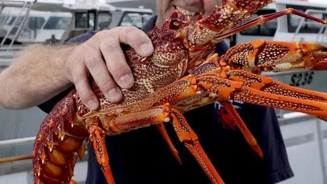 史上最全澳洲海鲜大科普,海鲜活动和最佳海鲜餐厅盘点!