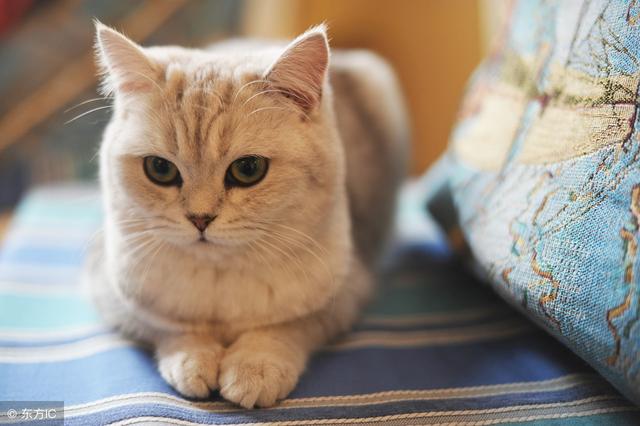 猫咪最常见的 8 类疾病，患病的猫咪可能在几小时内死亡