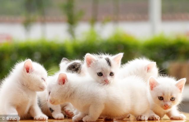 猫咪最常见的 8 类疾病，患病的猫咪可能在几小时内死亡