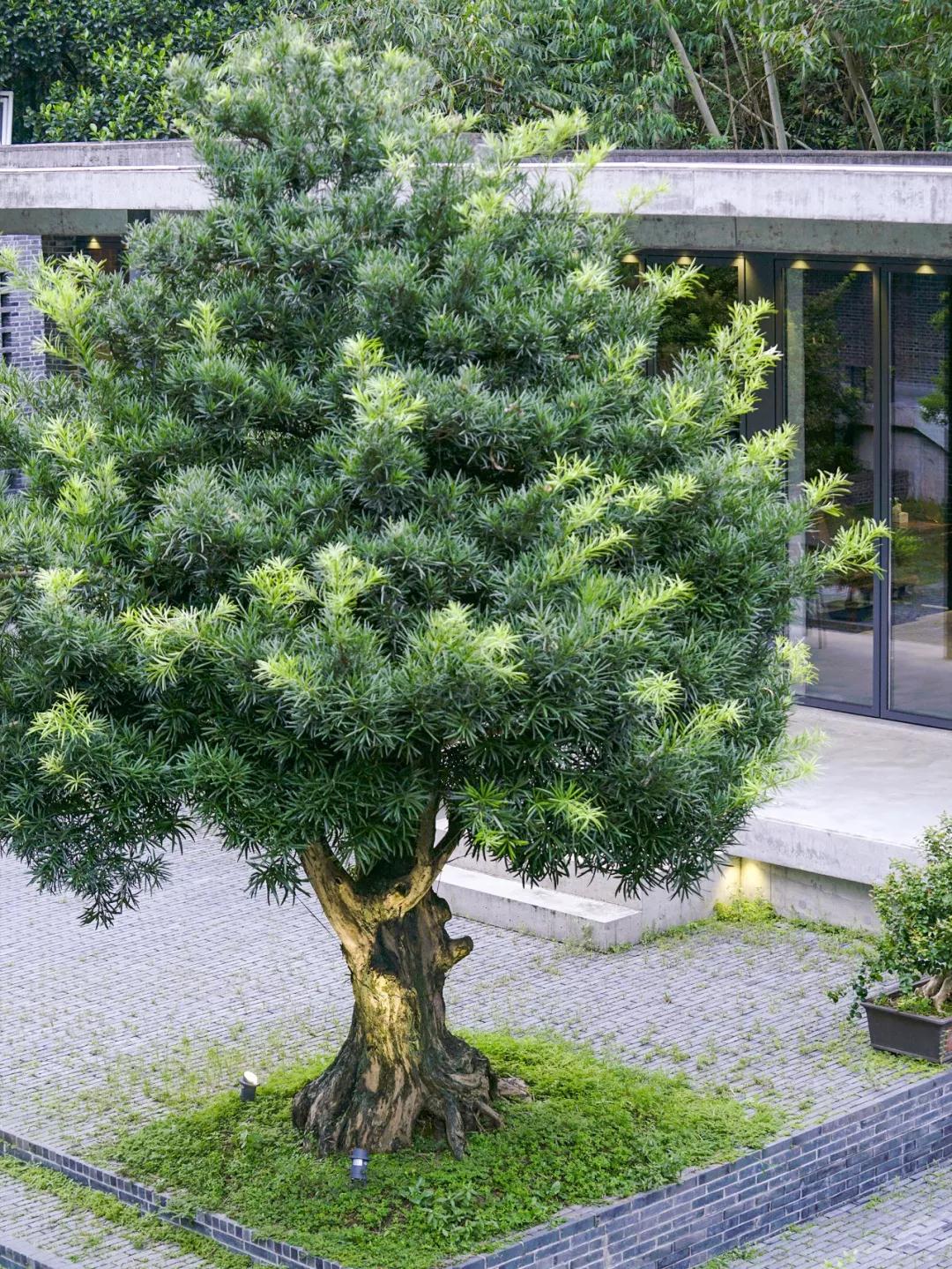 潮汕帅叔重视风水,花5年为自己造大宅,一池锦鲤,满园招财树