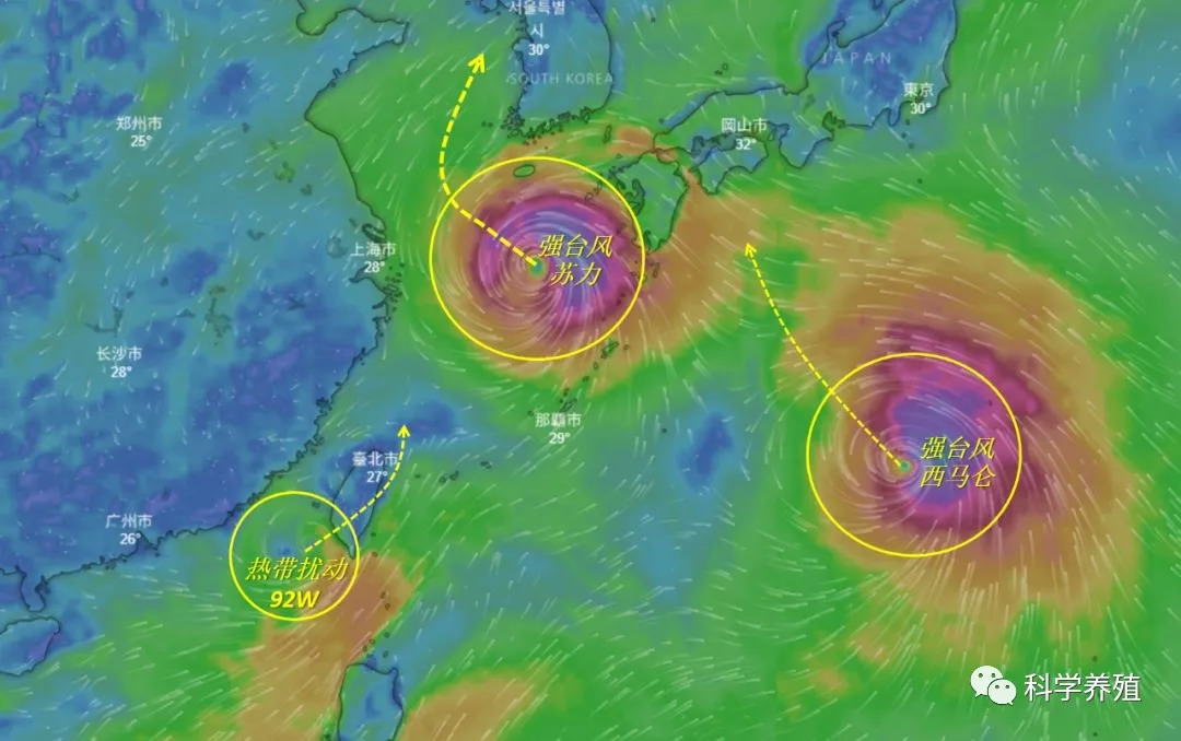 进入东海的强台风"苏力",南海东北部的热带扰动92w和趋向日本的强