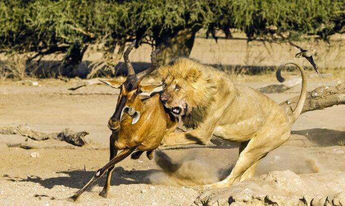 獅子為捕獲這只羚羊使出了吃奶的氣力！ 職場 第2張