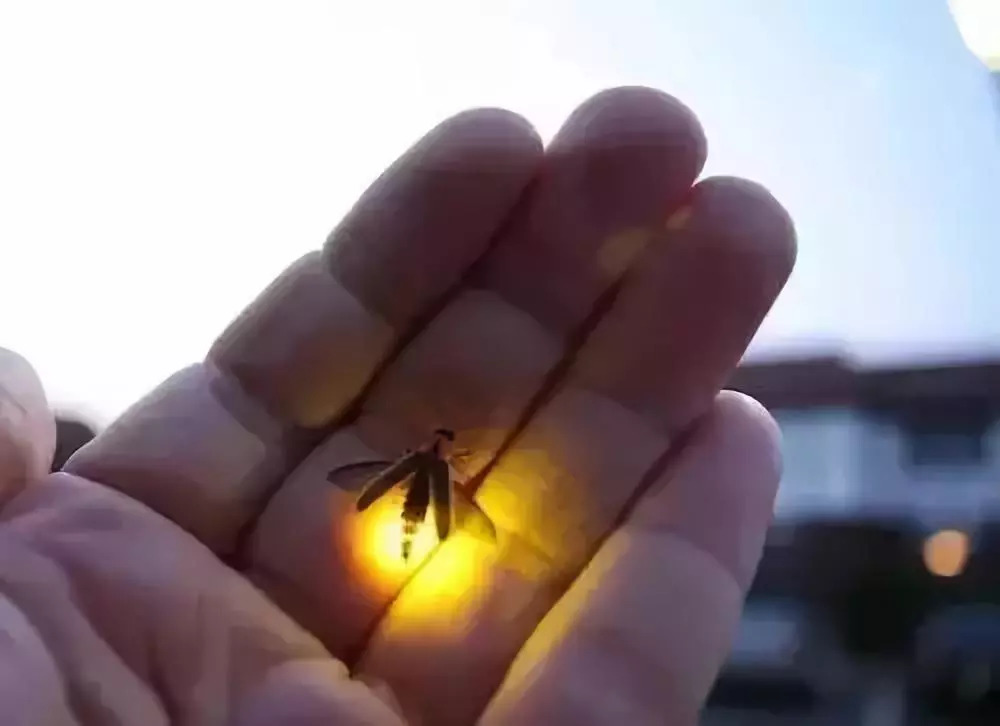 徽州夏夜的萤火虫,带你回到记忆中的美好童年.