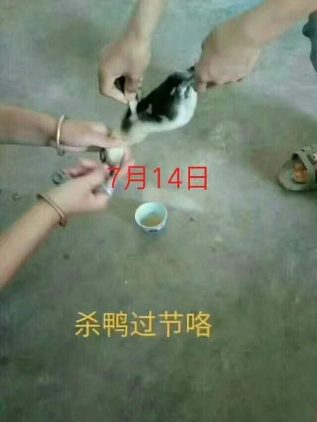 桂林这些鸭子跑不掉了!有人还自制了杀鸭神器