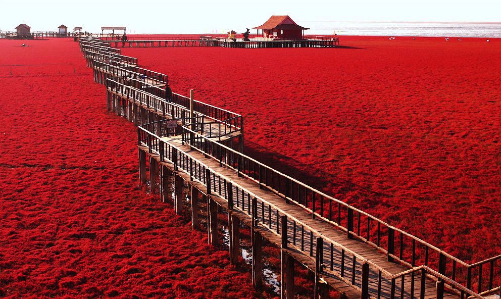去吧,去世界独一无二红海滩走一次"红地毯"!
