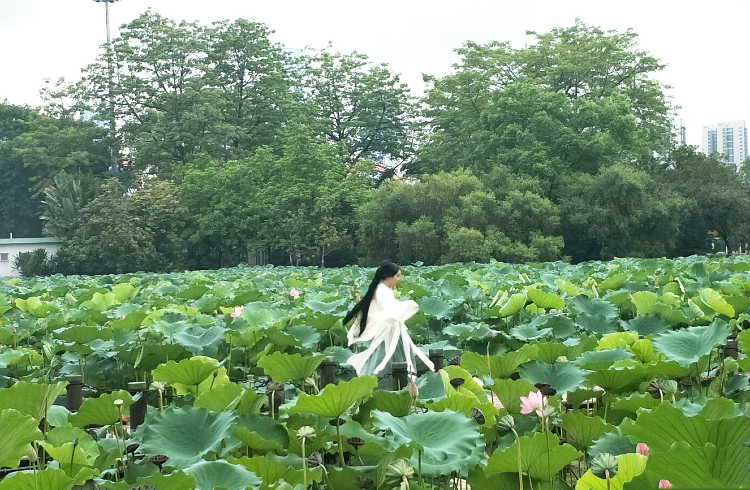 深圳荷花展此景只应天上有人间难得几回闻烟雾缭绕飘飘欲仙