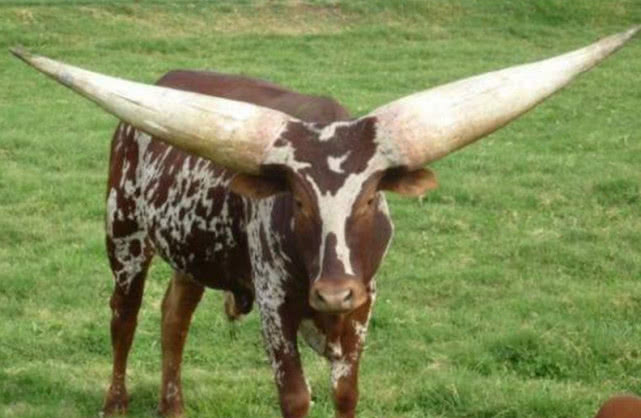 世界上最大牛角的牛,牛角长达92厘米,却常被其它小牛欺负!