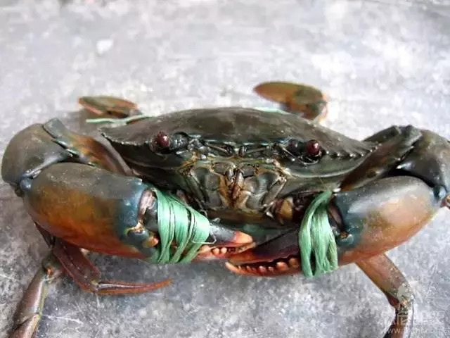 mud crab 泥蟹