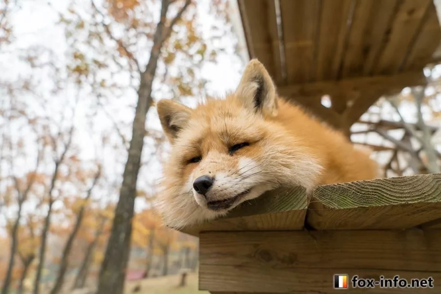 有的狐狸君喜欢蜷成一团,用大尾巴像枕头一样枕在头下
