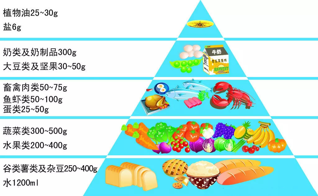 从"膳食金字塔"可以看出,健康成年人每日应摄入蔬菜300~500菜,糖尿病