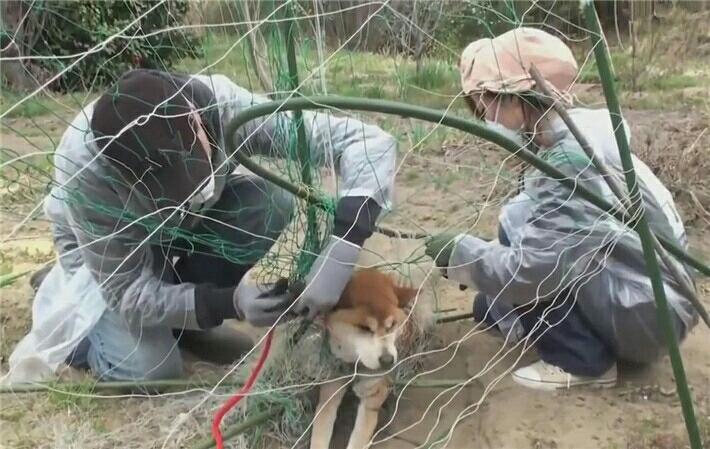 秋田犬被绳子缠住 数日未进食 幸亏遇到这对男女