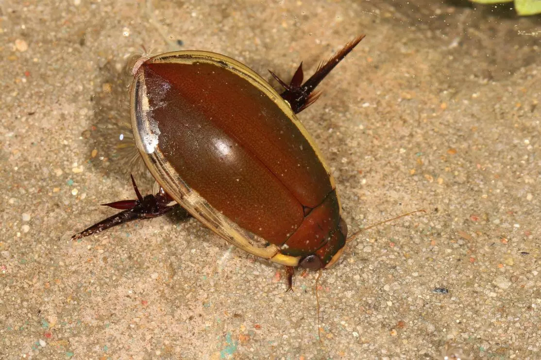 这类甲虫以小鱼小虾为食, 为了捕食足够量的鱼虾,往往要潜入深水.
