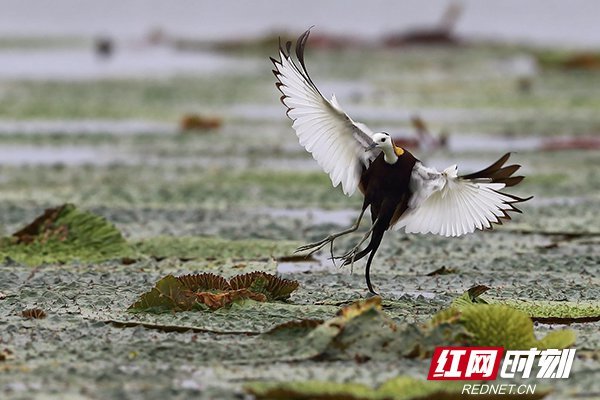 "水上凤凰"原名水雉,被鸟类专家称为淡水湿地上姿态最优美的鸟.