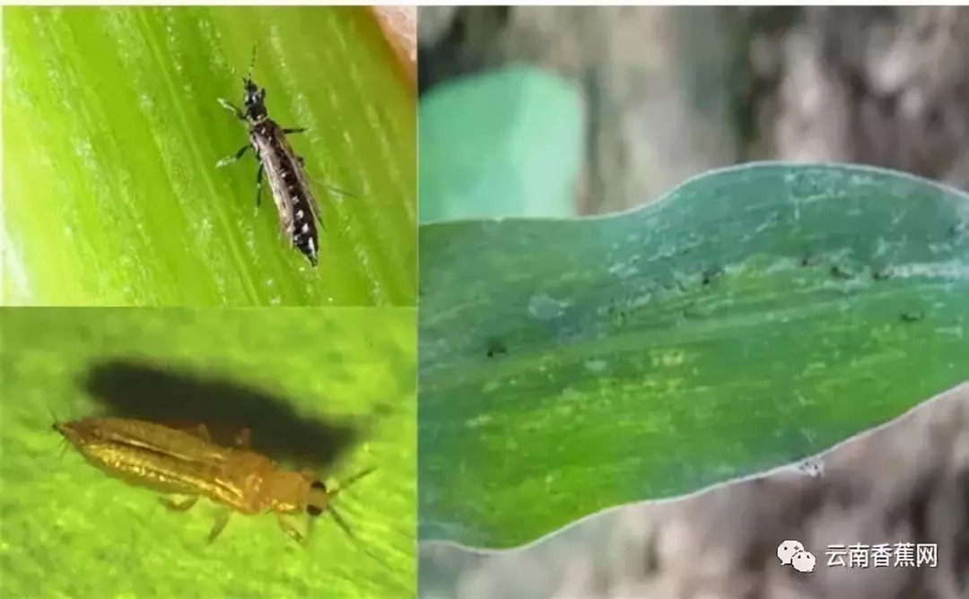 给你蓟马防治药剂种植香蕉不再受困扰