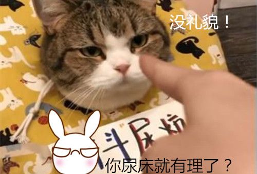 猫总是尿床怎么办