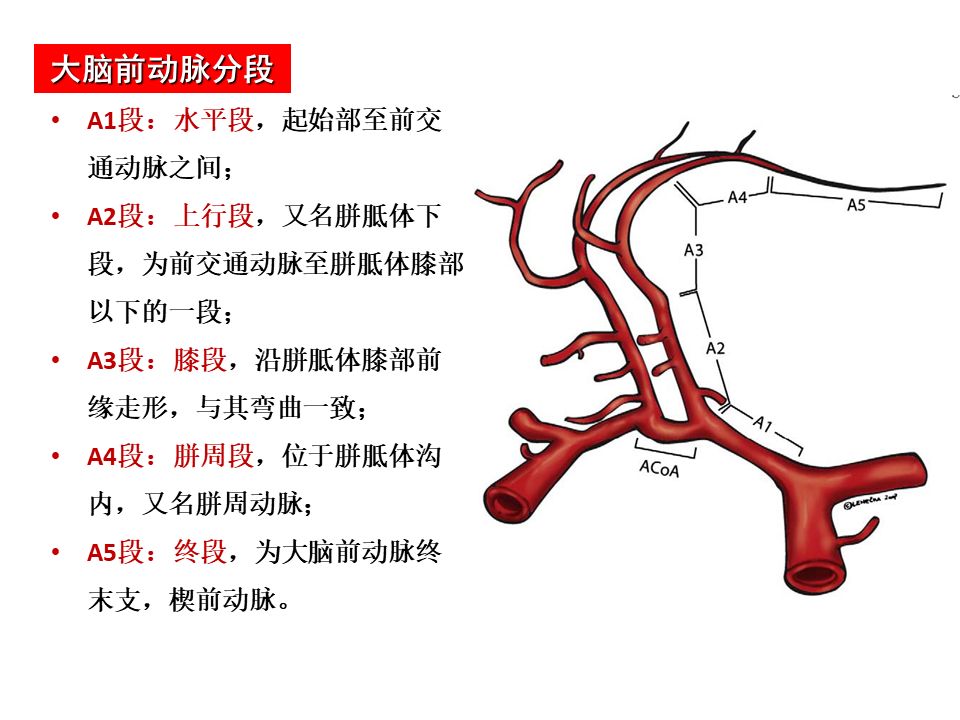 最全脑动脉分段清晰图谱(影像必备)