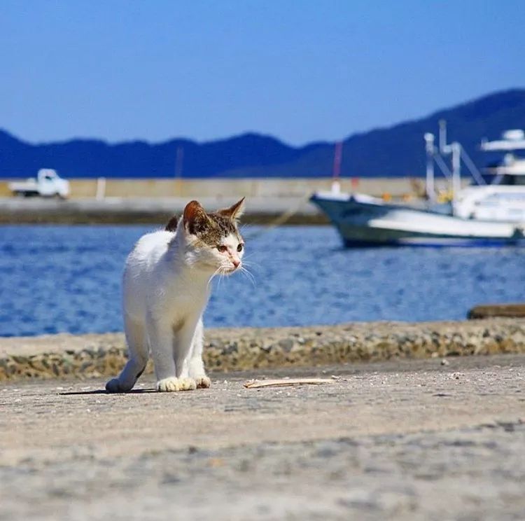 世界最怪的岛屿被50000只猫咪霸占这些猫岛就在日本