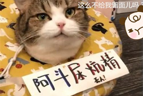 猫总是尿床怎么办