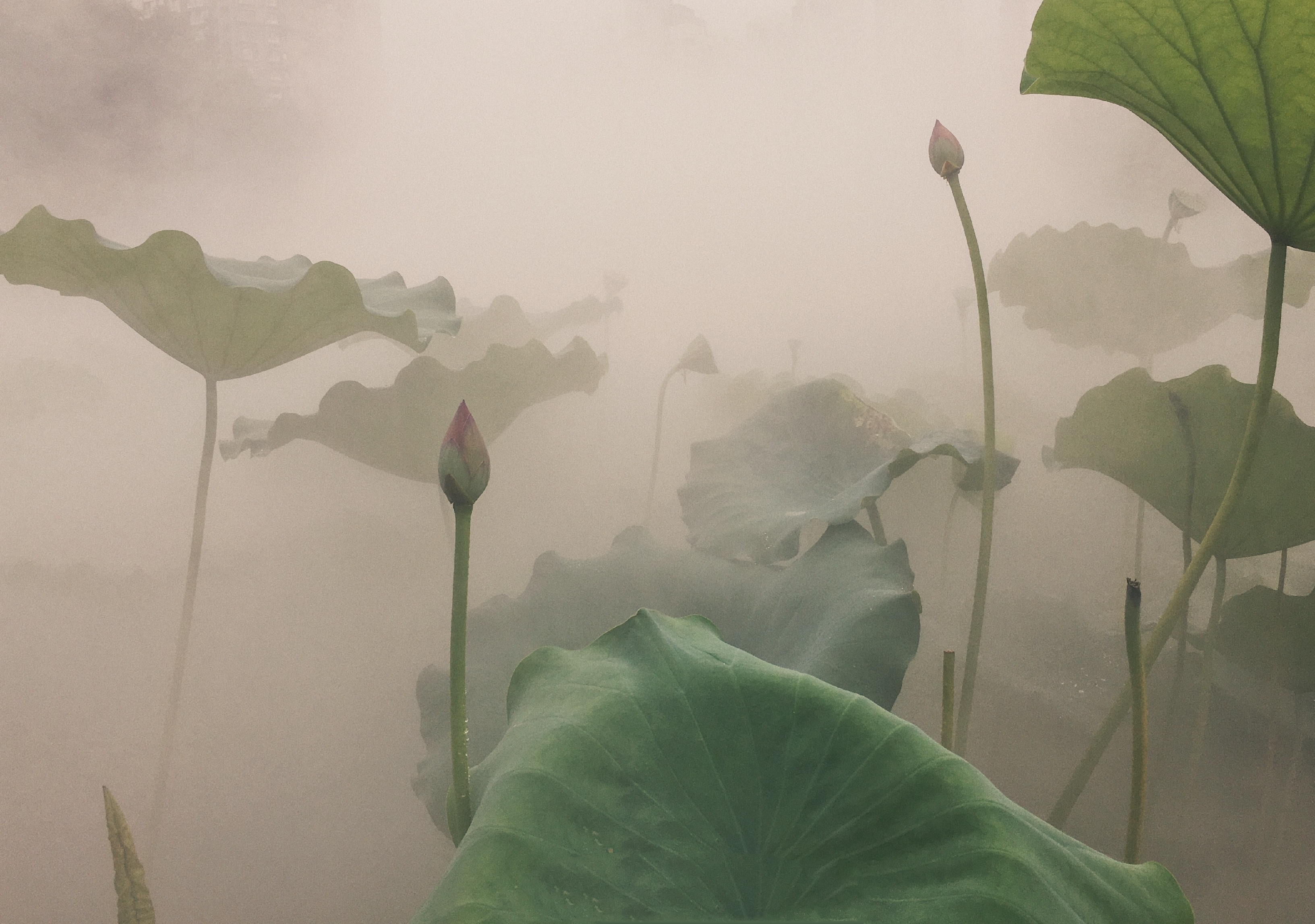 深圳荷花展此景只应天上有人间难得几回闻烟雾缭绕飘飘欲仙