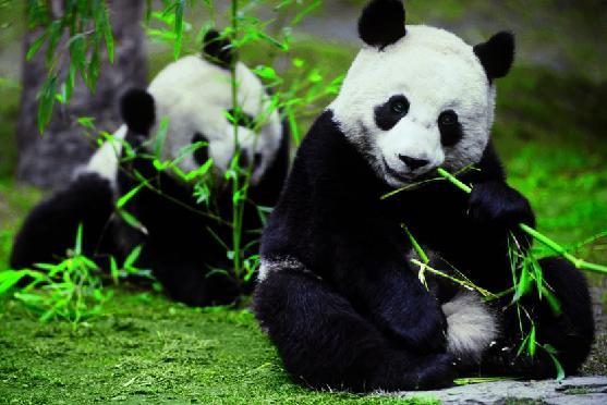 大熊猫文化全球推广大使韩松:大熊猫的新使命