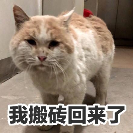 猫咪沙雕表情包:儿女情长什么的,真的很影响大哥行走江湖啊