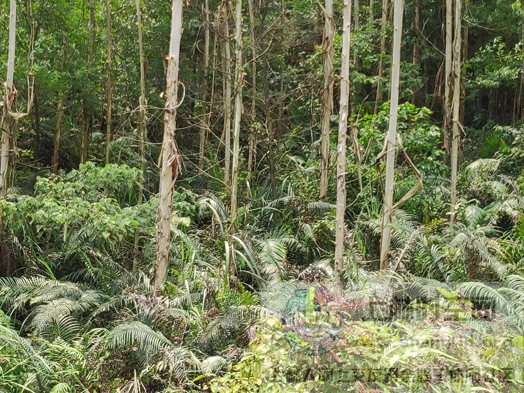 深入上林山林,直击速生桉现状!真相远比表面复杂!(上林时空)