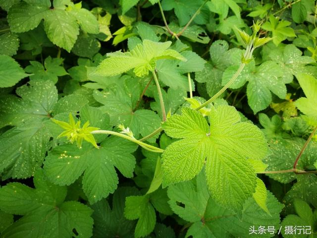 一种茎上带刺的植物,繁殖能力特强,还令农民厌恶,却有