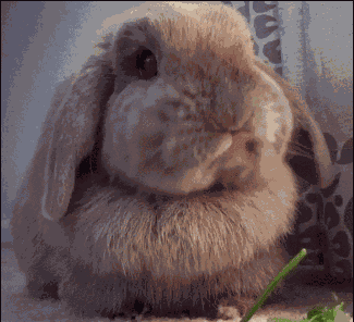 兔子吃兔粮有哪些好处呢?